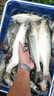 BKUMAN進(jìn)口日本東麗原絲釣魚線主線子線超柔軟超強(qiáng)拉力高端尼龍線抗打卷 東の原絲【透明子線】220米 5 曬單實(shí)拍圖