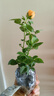 意軒月季特大花濃香果汁陽臺庭院花卉植物盆栽薔薇四季玫瑰花苗帶花苞 果汁陽臺(灌木月季開花季節(jié)帶花) 小苗含營養(yǎng)缽 曬單實拍圖