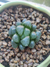 玉露多肉植物大顆稀有品種精品多肉花卉綠植組合套餐小盆栽十二卷 冰燈【4-5CM】塑料盆栽好發(fā)貨 曬單實(shí)拍圖