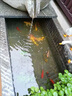 招財如意錦鯉冷水觀賞魚大型純種精品紅白三色招財魚好養(yǎng)耐活風(fēng)水魚活魚 十全十美（隨機(jī)顏色10條可指定） 20-23cm 曬單實(shí)拍圖