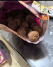 特級大果荔枝干1斤-5斤批發(fā)肉厚小核糯米糍福建妃子笑橘 荔枝干 2500g 曬單實拍圖