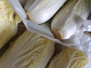 云南高原娃娃菜新鮮蔬菜生鮮乾隆白菜早餐火鍋必備產(chǎn)地直發(fā) 淺黃色 新鮮娃娃菜3顆裝*1包 曬單實(shí)拍圖