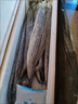【順豐包郵】帶魚(yú)新鮮整條帶魚(yú)無(wú)冰凈重野生黑眼帶魚(yú)批發(fā)整箱刀魚(yú) 5斤帶魚(yú)【每斤1-2條】 曬單實(shí)拍圖