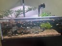 中國斗魚活體活魚冷水觀賞魚小好養(yǎng)耐活魚小型淡水自來水黃金斗魚 豪華套餐3公分10品種各二條 曬單實拍圖