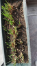 福順德新韭菜根香韭菜農家傳統小細葉韭菜根四季綠植盆栽庭院種植易成活 農家小葉韭菜 韭菜根100顆加種植說(shuō)明+肥料 曬單實(shí)拍圖