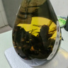 馬蜂泡酒金環(huán)虎頭3-10年老酒蜂黃蜂泡酒胡峰酒誘蜂水原材料 500只黑尾虎頭蜂發(fā)550只(新蜂 虎頭蜂，純釀白酒 曬單實(shí)拍圖