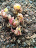重瓣大花芍藥花苗帶芽根塊四季花卉多年生陽臺(tái)庭院芍藥花戶外盆栽 22紅繡球【5－8芽】 不含盆 曬單實(shí)拍圖