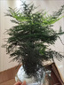 貴秘書【精品】文竹盆栽植物室內(nèi)凈化空氣辦公室綠植花卉盆栽盆景小盆栽 老樁翠綠文竹+紫沙舍得盆+青苔+方底座 曬單實拍圖
