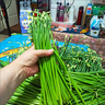 順豐包郵新鮮現(xiàn)摘韭菜苔韭菜花韭菜桿時(shí)令蔬菜農(nóng)家自種時(shí)令蔬菜 韭菜苔半斤 曬單實(shí)拍圖