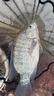 老鬼（OLDGHOST）魚(yú)餌大福壽磷蝦肝味湖庫池塘黑坑野釣羅非魚(yú)賽級釣魚(yú)餌料魚(yú)食配方 【1包裝】大福壽磷蝦餌*400g 曬單實(shí)拍圖