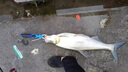 SHIMANO日本進(jìn)口魚線pe線路亞專用遠(yuǎn)投線超順滑中國紅8編大力馬魚線主線 12編ygkpe線綠色200米【送真碳線 1號 曬單實(shí)拍圖