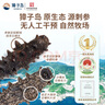 獐子島 大連有機(jī)淡干海參258g78-100頭 遼刺參海鮮水產(chǎn)南北干貨送禮禮盒 曬單實拍圖