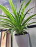 京厽金邊吊蘭盆栽花卉植物室內垂吊陽(yáng)臺懶人好養綠植四季常青水培驅蚊 金邊吊蘭大苗+原土盆 曬單實(shí)拍圖