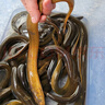 仙湖 黃鱔長魚 湖南野外生長捕捉新鮮土鱔魚 順豐包活到家 （每條1-3兩）2斤裝 曬單實(shí)拍圖