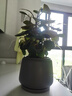 小盼菩提樹(shù)盆栽綠植物室內(nèi)花盆景辦公室桌面觀葉四季客廳好養(yǎng)活樹(shù) 特大號(hào)盼菩提（帶果發(fā)貨）紅色原盆 帶盆栽好 曬單實(shí)拍圖