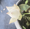 HPC京東聯(lián)名 32英寸高清智慧 超薄全面屏 智能投屏 臥室小屏教育游戲液晶平板電視機 國家補貼32H6 曬單實(shí)拍圖