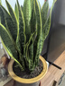 行湘虎尾蘭盆栽大型綠植植物  金邊虎皮蘭70-80cm高  含原盆 源頭直發(fā) 曬單實(shí)拍圖