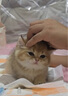 貓莎莎貓莎莎貓砂經(jīng)典混合貓砂低塵豆腐砂膨潤土砂混合除臭莎莎宇宙包郵 宇宙混合貓砂2.5kg*4包 曬單實(shí)拍圖