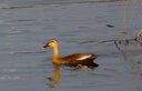 佳能/Canon EF 100-400mm f/4.5-5.6L IS USM打鳥長焦全畫幅二手鏡頭 EF 100-400 II IS USM 二代 99新 曬單實拍圖