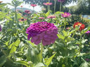 碧鼎花種子四季易種開花百日草庭院野花組合室外菊花花草花籽種子花卉 矮桿百日草【1斤裝】 曬單實拍圖