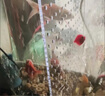 智宙小米魚(yú)缸隔離板配件繁殖孵化盒擋板分離板隔斷網(wǎng)底濾板改裝配件 魚(yú)缸亞克力隔離板（3mm孔徑） 曬單實(shí)拍圖