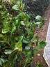 正宗耐冬茶花樹(shù)苗耐熱茶花地栽南北方種風(fēng)景樹(shù)四季不落葉茶花大樹(shù) 耐冬茶花 2cm粗【樹(shù)形一般】1米高左右 曬單實(shí)拍圖