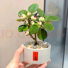 聽雪樓小盼菩提綠植盆栽帶果子盆景菩提樹陶瓷花盆中式禪意面擺件好養(yǎng) 小盼菩提+小喜 帶盆栽好 曬單實(shí)拍圖
