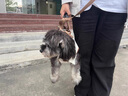 曼樂兔狗狗外出便攜包斜挎包狗包貓包手提包小型犬露頭可拎牽引繩挎包 便攜式寵物收納包-S碼【4-8斤 洛米棕【可提可斜跨】 曬單實拍圖