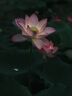 九陽(yáng)（Joyoung）烤箱家用多功能專業(yè)電烤箱40L大容量上下管獨(dú)立控溫 1800W大火力專業(yè)烘焙易操作KX40-VN518 曬單實(shí)拍圖