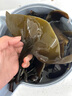 正宗干海帶頭干貨厚實(shí)軟糯海帶梗海帶片日曬新貨煲湯涼拌家商用 干海帶頭 5袋 曬單實(shí)拍圖