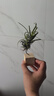 開時果 空氣鳳梨無土綠植物創(chuàng)意盆栽 禮品禮物空鳳好養(yǎng)擺件源頭直發(fā)包郵 美杜莎+方塊木托 曬單實拍圖