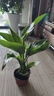 壹植水培天堂鳥(niǎo)盆栽花卉植物室內客廳綠植桌面鶴望蘭吸甲醛四季好養活 精品水培天堂鳥(niǎo)30-40厘米3棵 不含盆 曬單實(shí)拍圖