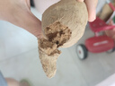 現(xiàn)挖煙薯糖心紅薯新鮮空氣炸鍋烤地瓜農(nóng)家沙地紅心蜜薯 正宗煙薯25號 2斤 帶箱 中小果（單果50g-150g） 曬單實(shí)拍圖