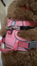 PAWAII【限時(shí)送電子防丟牌】狗狗胸背帶寵物牽引繩大中小型犬寵物外出 櫻花粉-僅胸背 S-建議胸圍 43cm-56cm不看體重 牛津布 曬單實(shí)拍圖