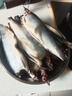 青魚東北沙丁魚新鮮海鮮深海冷水魚懶人之寶鯡魚整箱 2500g 平均7兩左右條（滿籽滿油） 曬單實(shí)拍圖