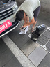 瓦爾塔（VARTA）汽車電瓶蓄電池啟停系列EFB-H6 70AH 途觀速騰奇駿邁騰軒逸?？怂?EFB H6比亞迪f3/明銳/逍客等 曬單實(shí)拍圖