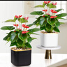 花翁紅掌盆栽植物花卉水培【特級(jí)品質(zhì)】≥4朵花-順紋瓷盆源頭直發(fā) 曬單實(shí)拍圖