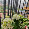 虹越（HONGYUE）大花繡球花盆栽苗 無(wú)盡夏花手鞠萬(wàn)華錦繡球八仙花庭院陽(yáng)臺花卉 【新老枝開(kāi)花】“安妮公主”1加侖 曬單實(shí)拍圖