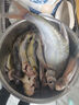龍王恨魚(yú)餌果色天香百果香高溫開(kāi)口料競技黑坑野釣鯽魚(yú)鯉魚(yú)鳊魚(yú)通殺餌料 果色天香(260g/包)*1 曬單實(shí)拍圖