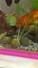 派樂特 魚缸造景裝飾躲避屋異型魚繁殖陶罐擺件蝦窩 大號(hào) 曬單實(shí)拍圖