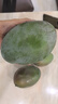 京覓四川攀枝花凱特芒 芒果凈重4.5-5斤單果400g起 新鮮水果源頭直發(fā) 曬單實(shí)拍圖