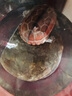 冰河石記鵝卵石烏龜小魚(yú)躲避洞造景石頭裝飾魚(yú)窩躲藏屋魚(yú)缸水族箱曬臺爬臺 天然鵝卵石制作 外徑長(cháng)【21-24厘米】 曬單實(shí)拍圖