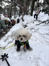 Naturehike挪客雪豹戶外全地形徒步雪套沙漠護腳套防水防雪登山男女防沙鞋套 黑色/L【鞋碼44-46】 曬單實拍圖