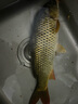 創(chuàng)威凌天非凡大師釣魚竿超輕硬碳素鯽魚竿臺(tái)釣竿 7.2m 大綜合 曬單實(shí)拍圖