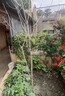 原生桂花樹苗地栽大型八月金桂丹桂四季桂品種庭院風(fēng)景樹好養(yǎng)易活 四季桂 樹狀帶土球【5cm粗1.6米高】 曬單實拍圖