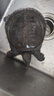 簡(jiǎn)鮮【活鮮】鮮活大甲魚(yú)王八中華鱉水團(tuán)魚(yú) 宰殺海鮮水產(chǎn)年貨送禮盒裝 1.8-2.2斤/ 1只  （鮮活款） 曬單實(shí)拍圖