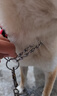 茨格曼狗鏈牽引繩中大型犬狗狗牽引繩套裝加粗八股編織金毛拉多遛狗繩* 紅黑八股繩+項圈套裝 M【適合15-38斤 曬單實拍圖