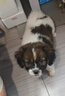 佳木為香中華田園犬幼犬土狗寵物狗活體寵物土松土獵活寵小狗大黃狗小奶狗 混血級 可愛(ài)小花狗 公 曬單實(shí)拍圖