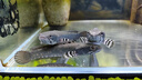 尼奧光 NEO-HELIOS魚(yú)缸燈水草燈xp二代LED增艷燈 XP-300【適用30-40cm魚(yú)缸】 曬單實(shí)拍圖