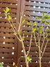 萬(wàn)般宜植物復(fù)活液大樹(shù)強(qiáng)力復(fù)活營(yíng)養(yǎng)液生根壯苗發(fā)芽劑發(fā)財(cái)樹(shù)枯樹(shù)爛根專(zhuān)用 【花卉植物通用】 500ml 1瓶 曬單實(shí)拍圖